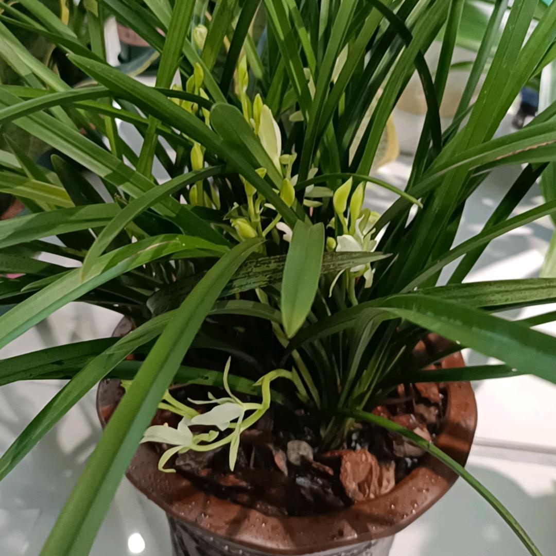 老汪绿植