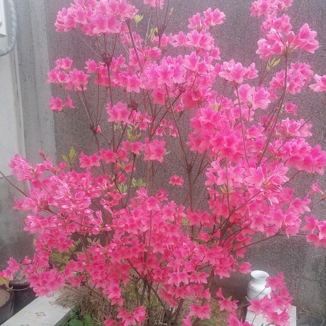 村哥