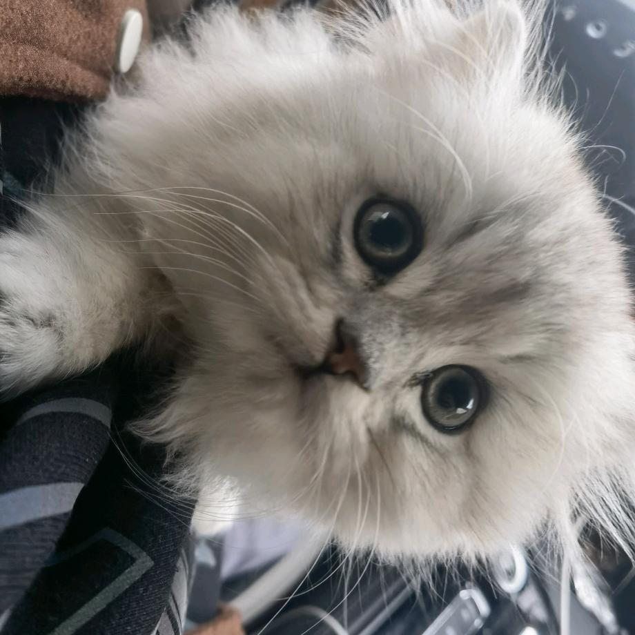 努力赚钱养噗噗