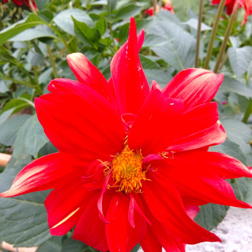春暖花开