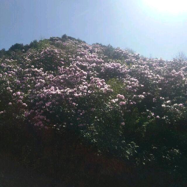银河追星计划🌍