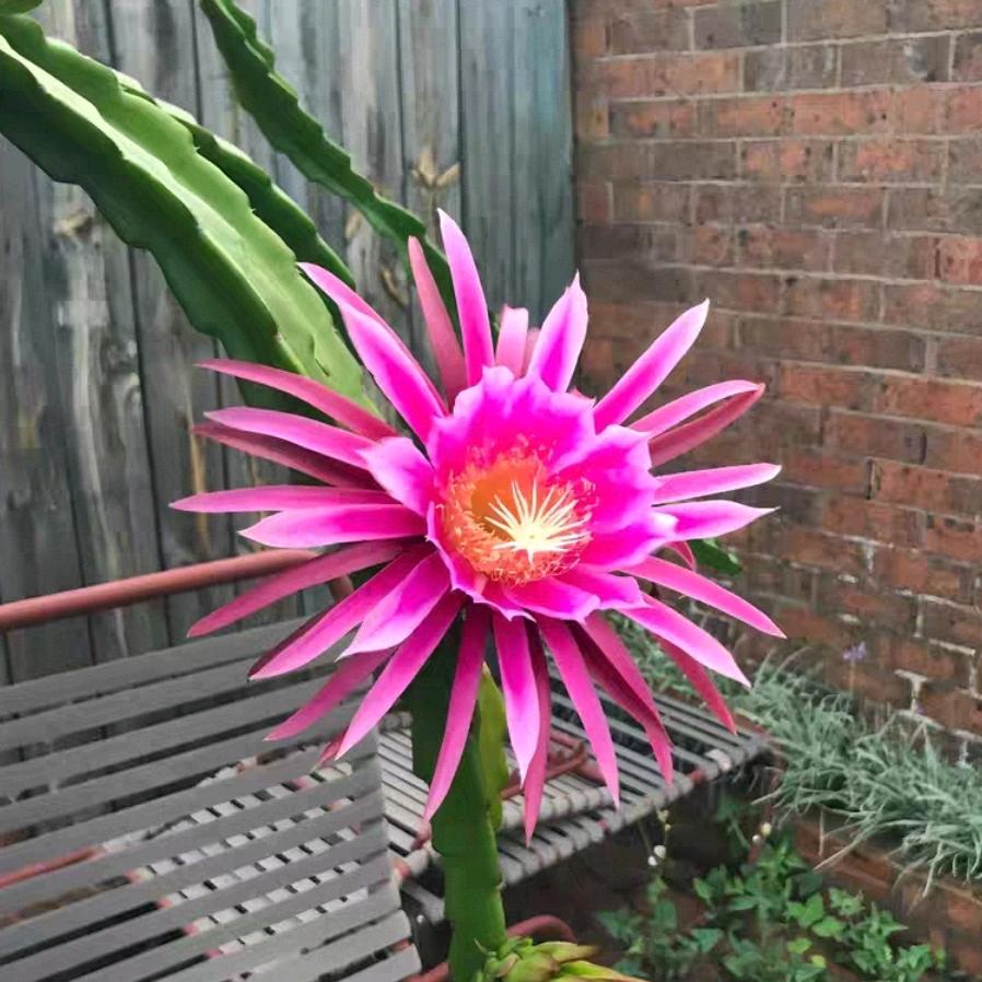 @唐三藏（低谷期）