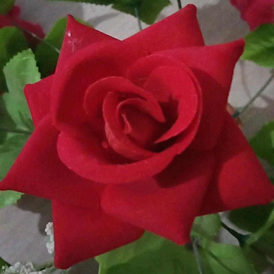 🌹花好月圆🌹