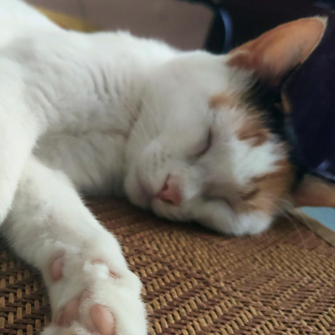 小橙吃够了100个橘子~