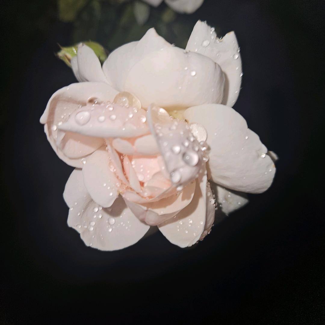 李小雨