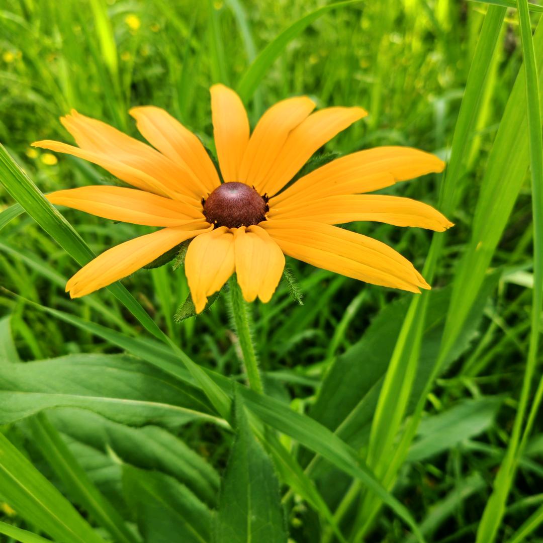 ˡᵒᵛᵉ蒲公英