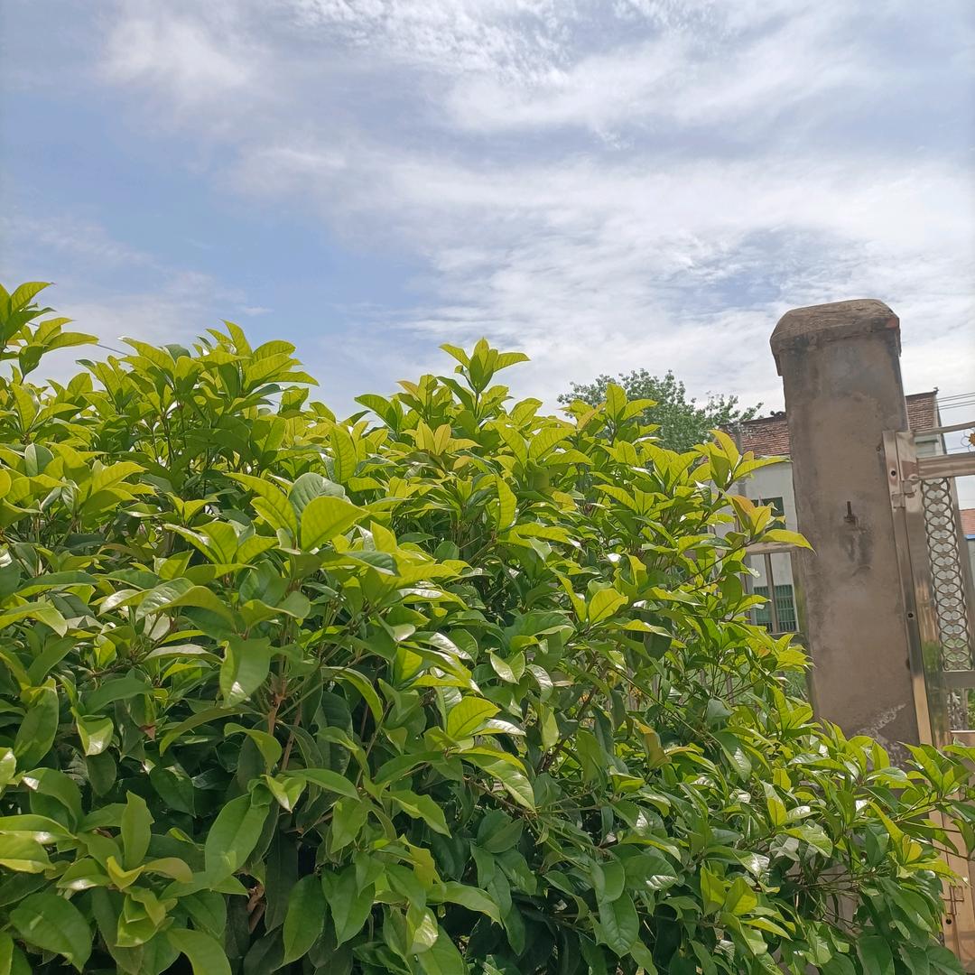 绿色