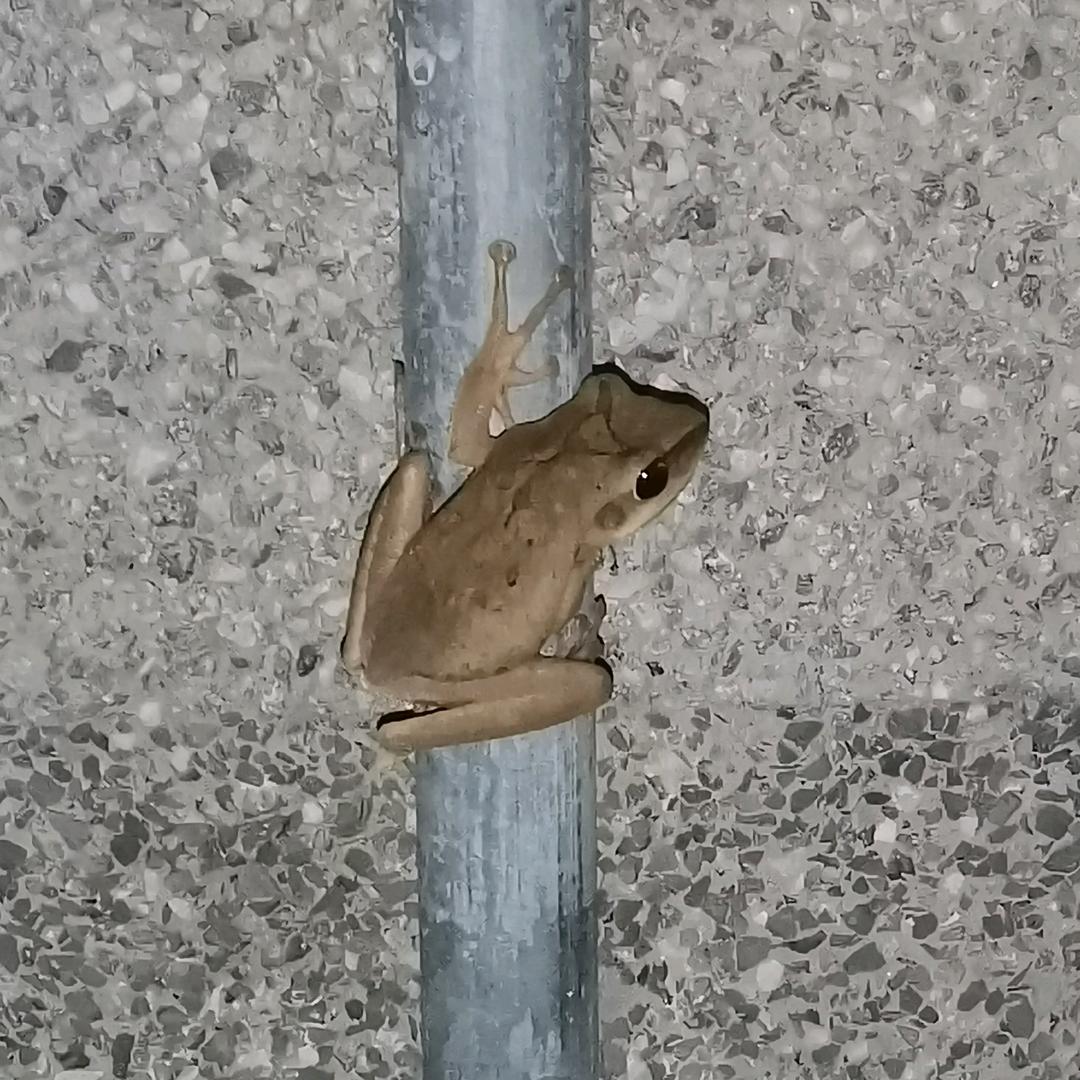 很低俗的人型生物