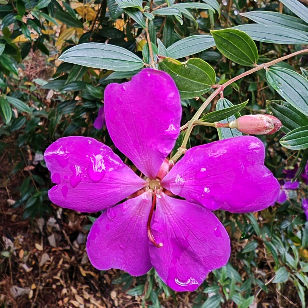 一路升花