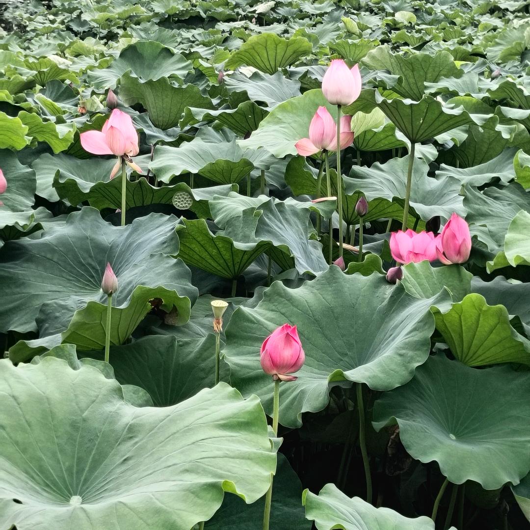 熟悉的陌生人