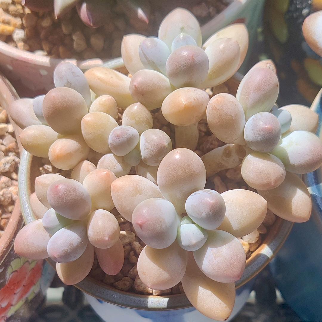 橘子皮