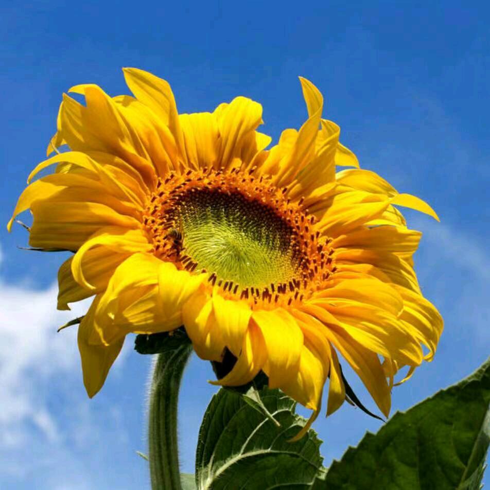 小幸运🌻