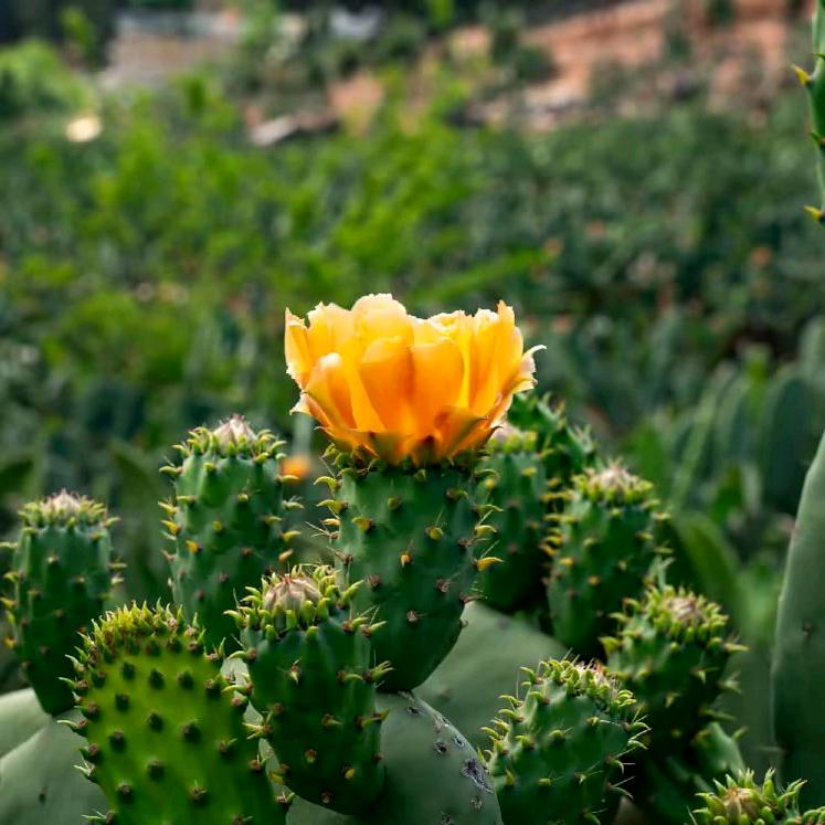 盈盈一水间🌵