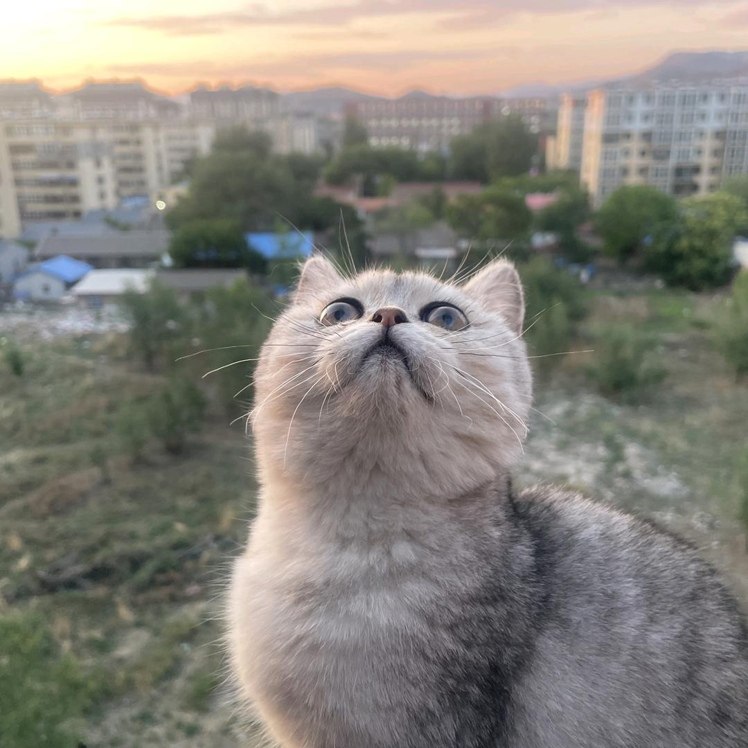 七月檐角の猫