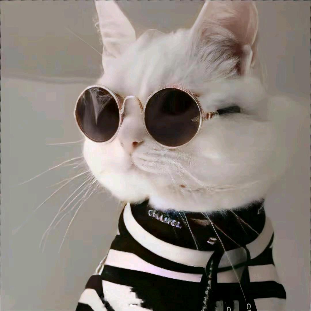 吃鱼不吐刺的猫