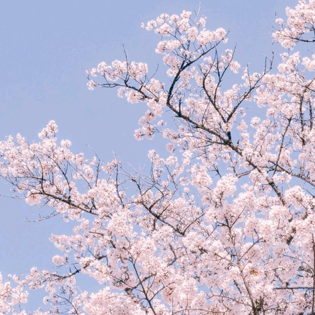 绿遍山原白满川