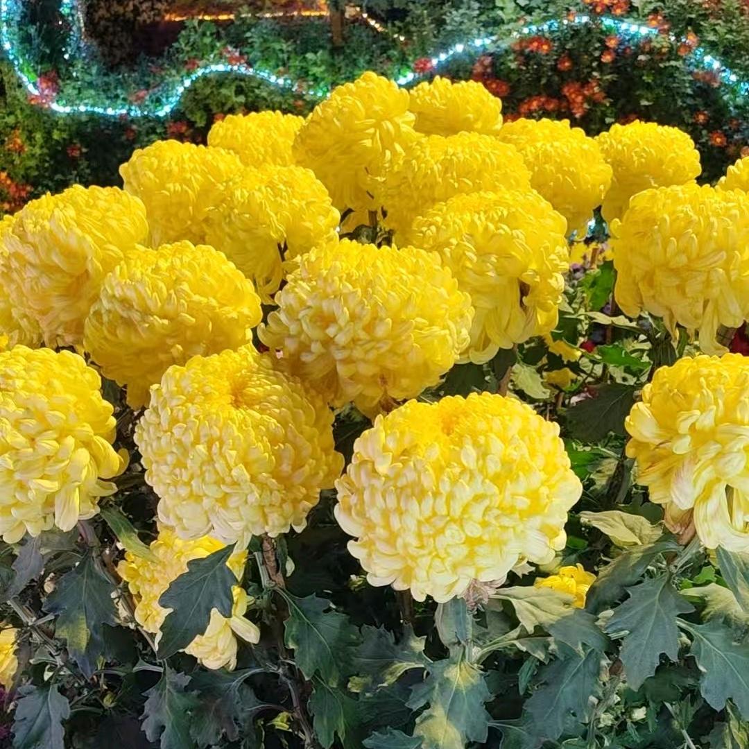 小蜜蜂♥️♥️♥️♥️