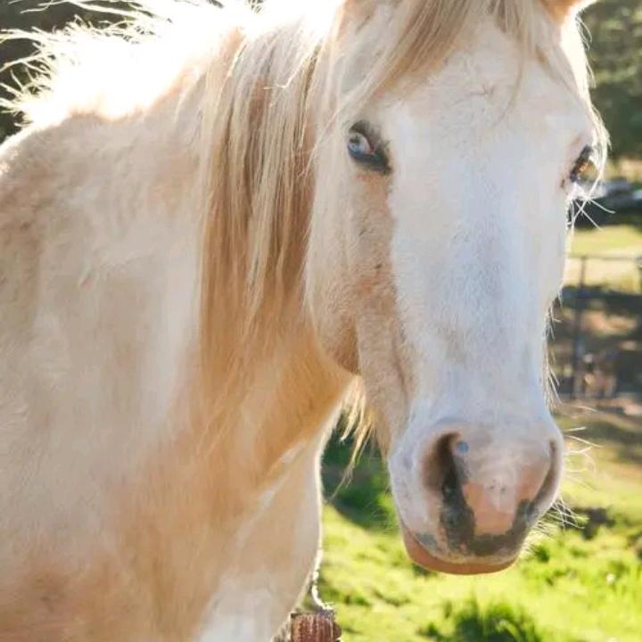 两个小动物🐴🐮