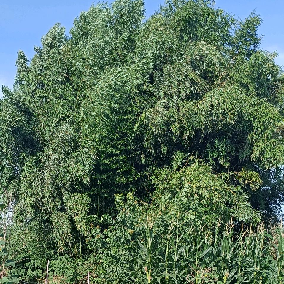 都挺好