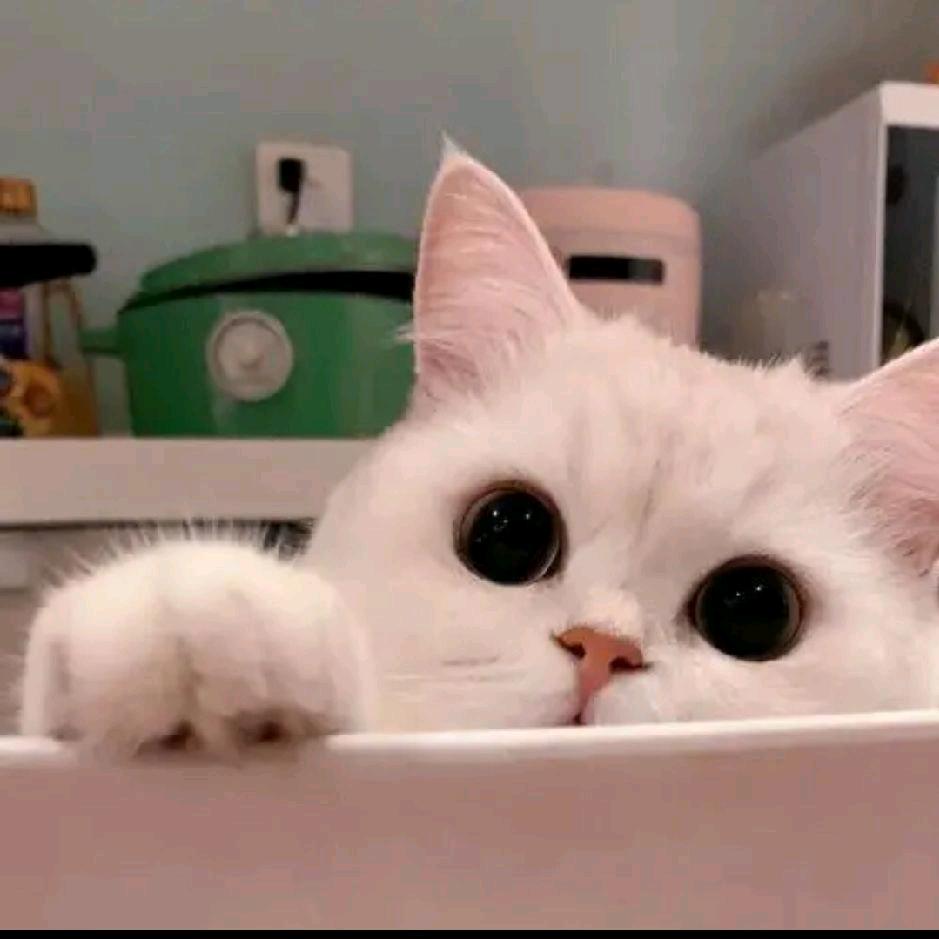 买门🚪全屋整装找我