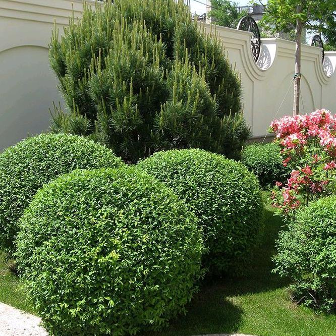 沁彬沭阳县花香源苗木场园艺专卖店