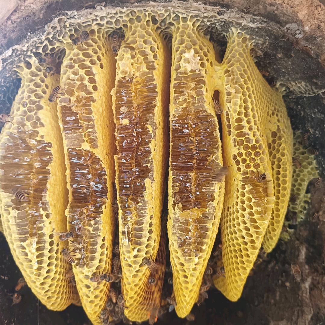 土蜂养殖：蜂蜜直销