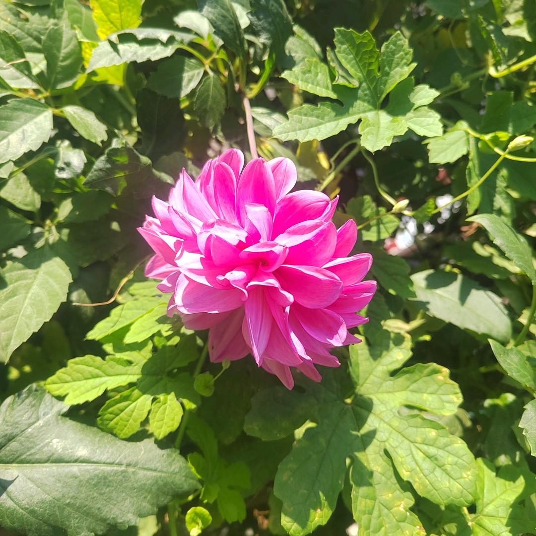 💐玲儿妈咪