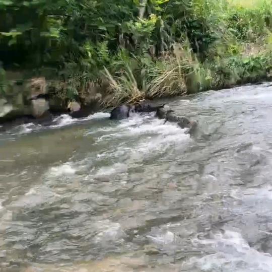 溪流 钓鱼哥