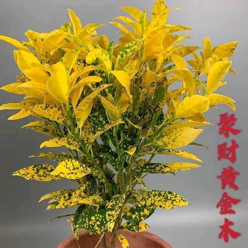 小丫（橱窗有好物）