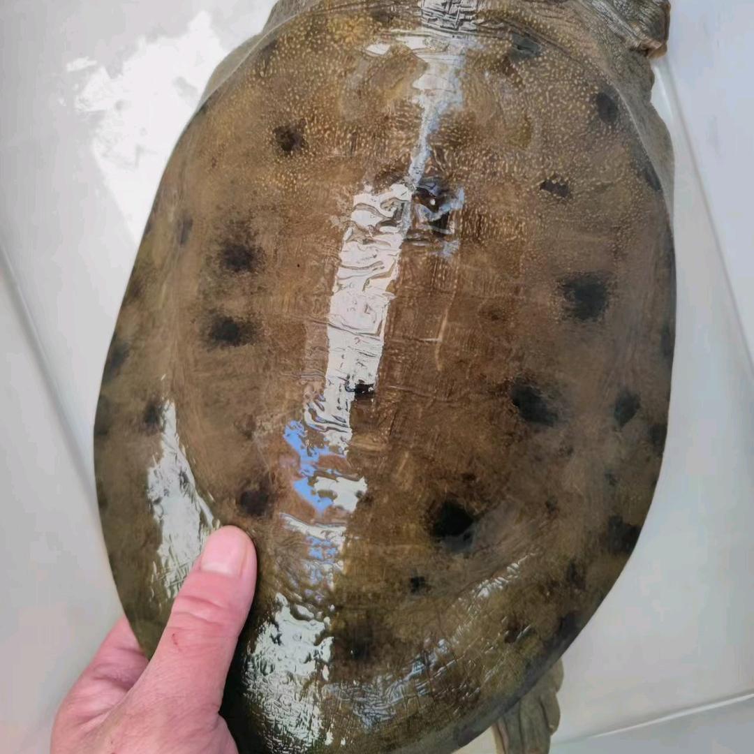 通顺河铭恩水产