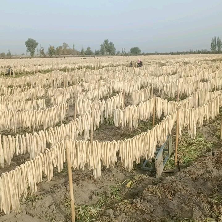 高梁和萝卜种植订单