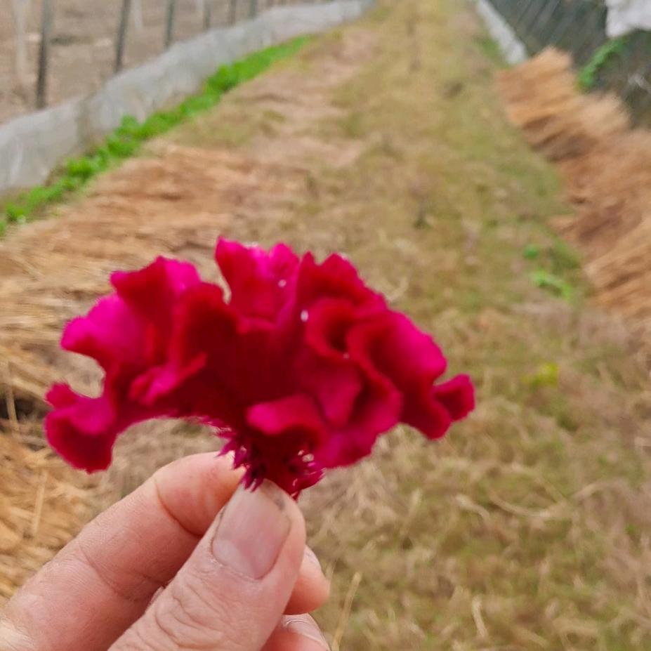 龙🌸💕，🌸🌸开心一笑