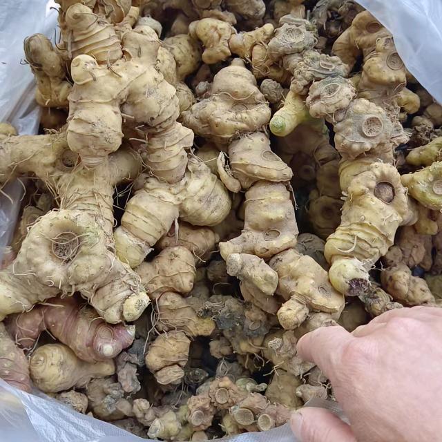野生黄精