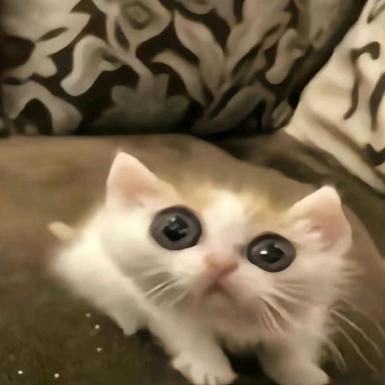 纹绘幼蟲