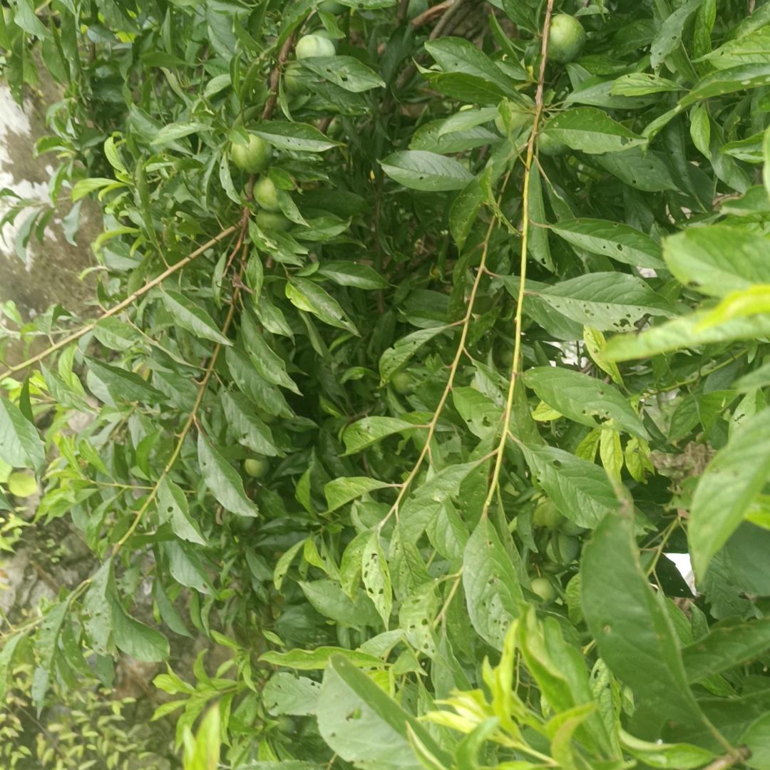 我何乐而不为呢的木子