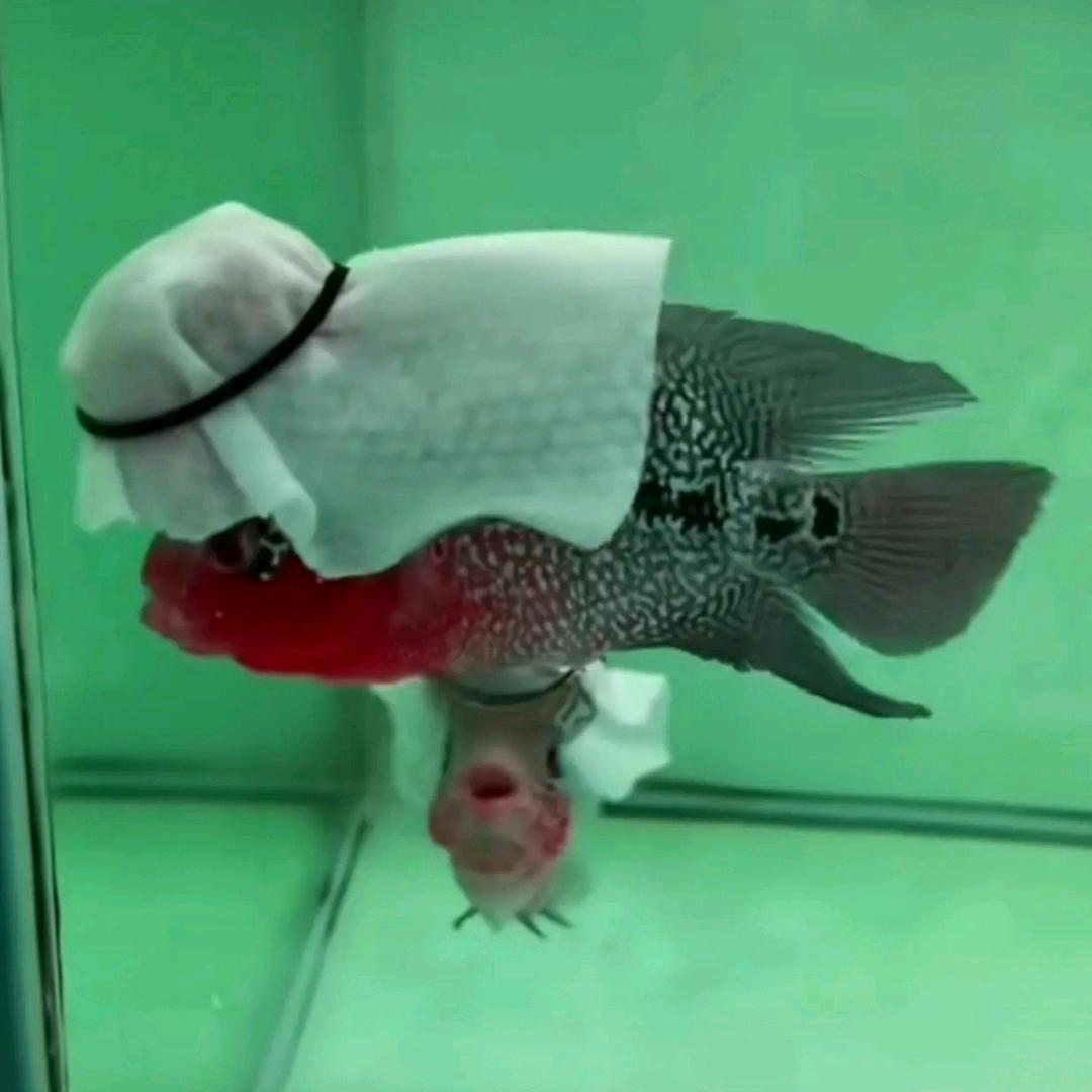 ssfisher头像