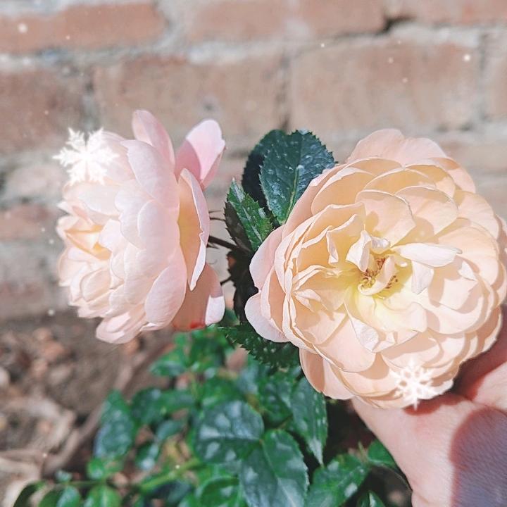 静享慢时光，楪🦋声