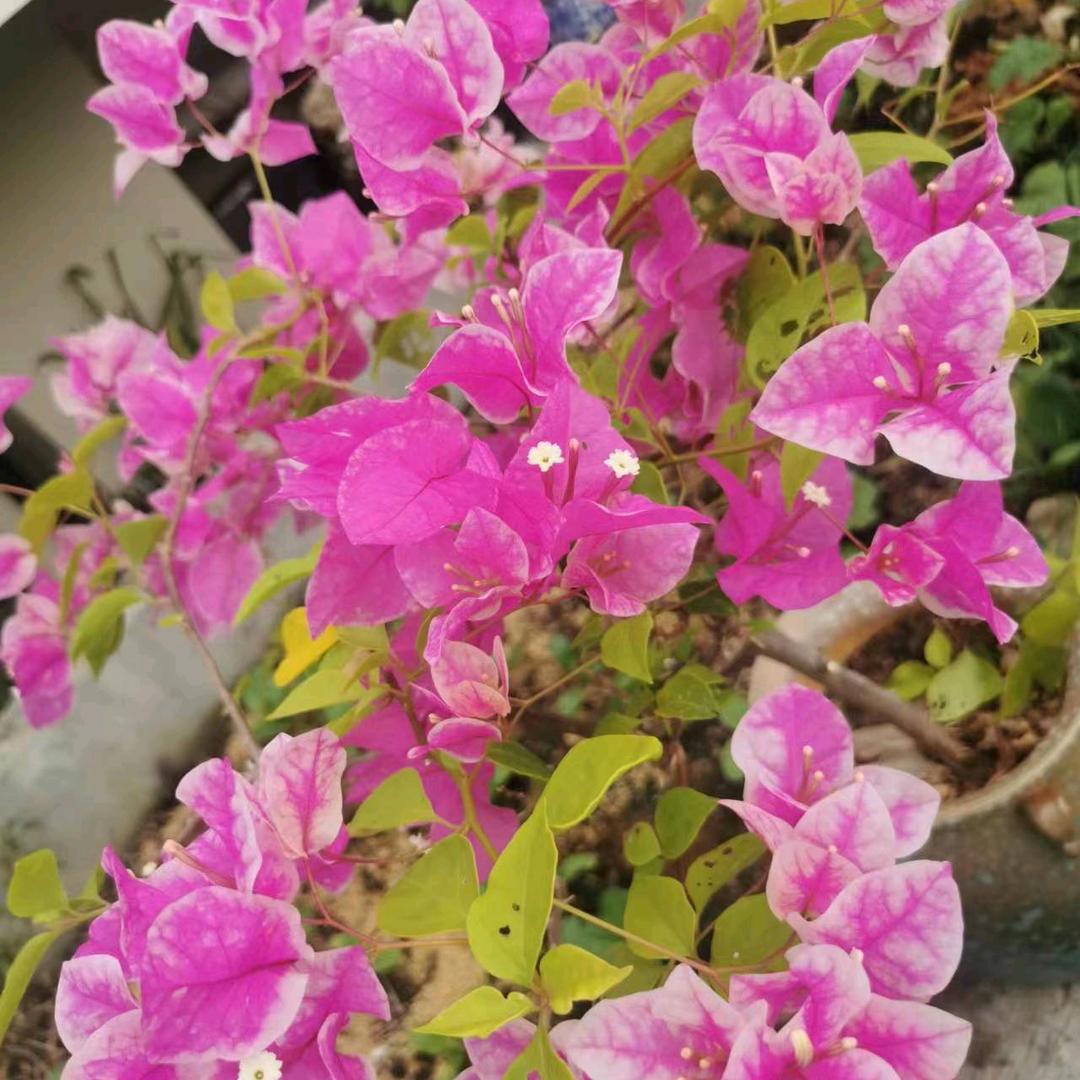 木豆