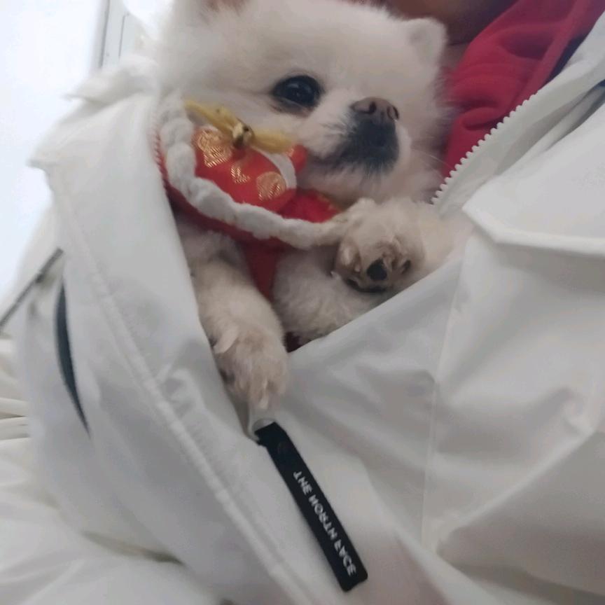 小鯉小鲤