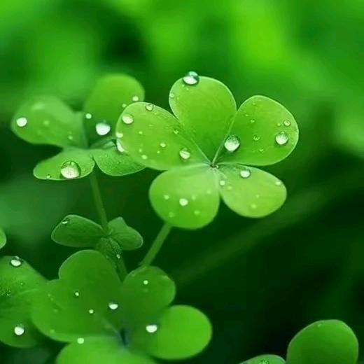 @三果眼益丽骄老师_