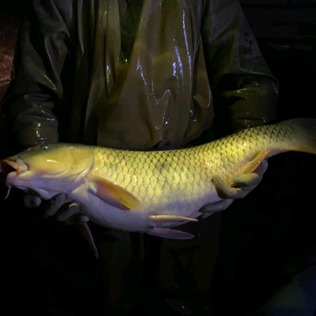 锦凌水库🦈二赢