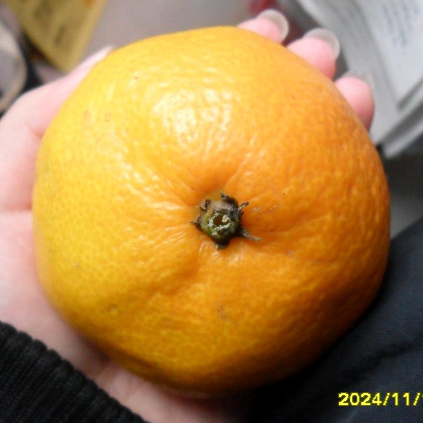 popokin(纯直播版)