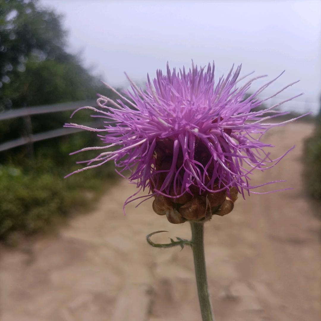 叼着中华拽天下