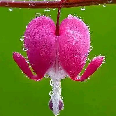 花的世界