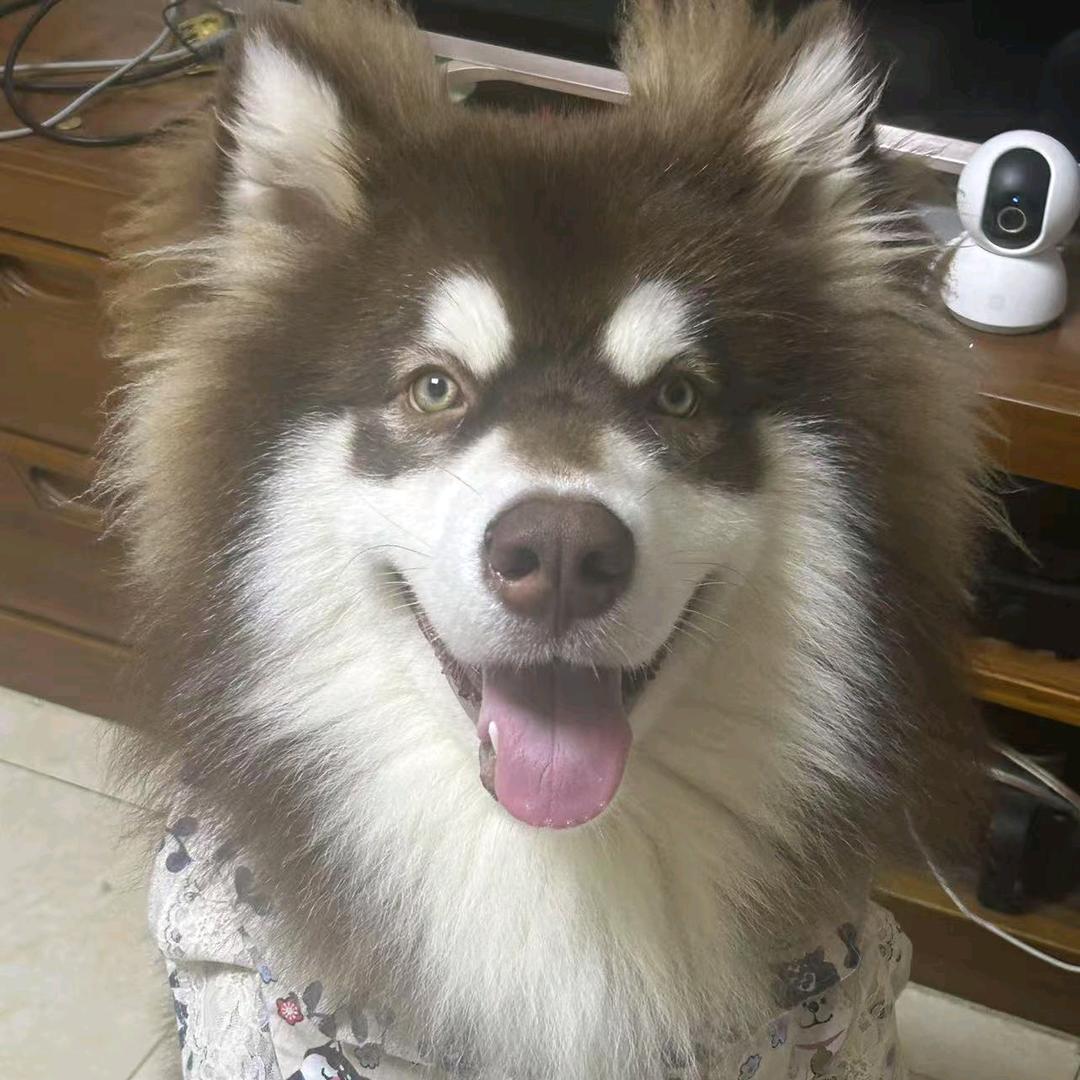 多多有昭昭