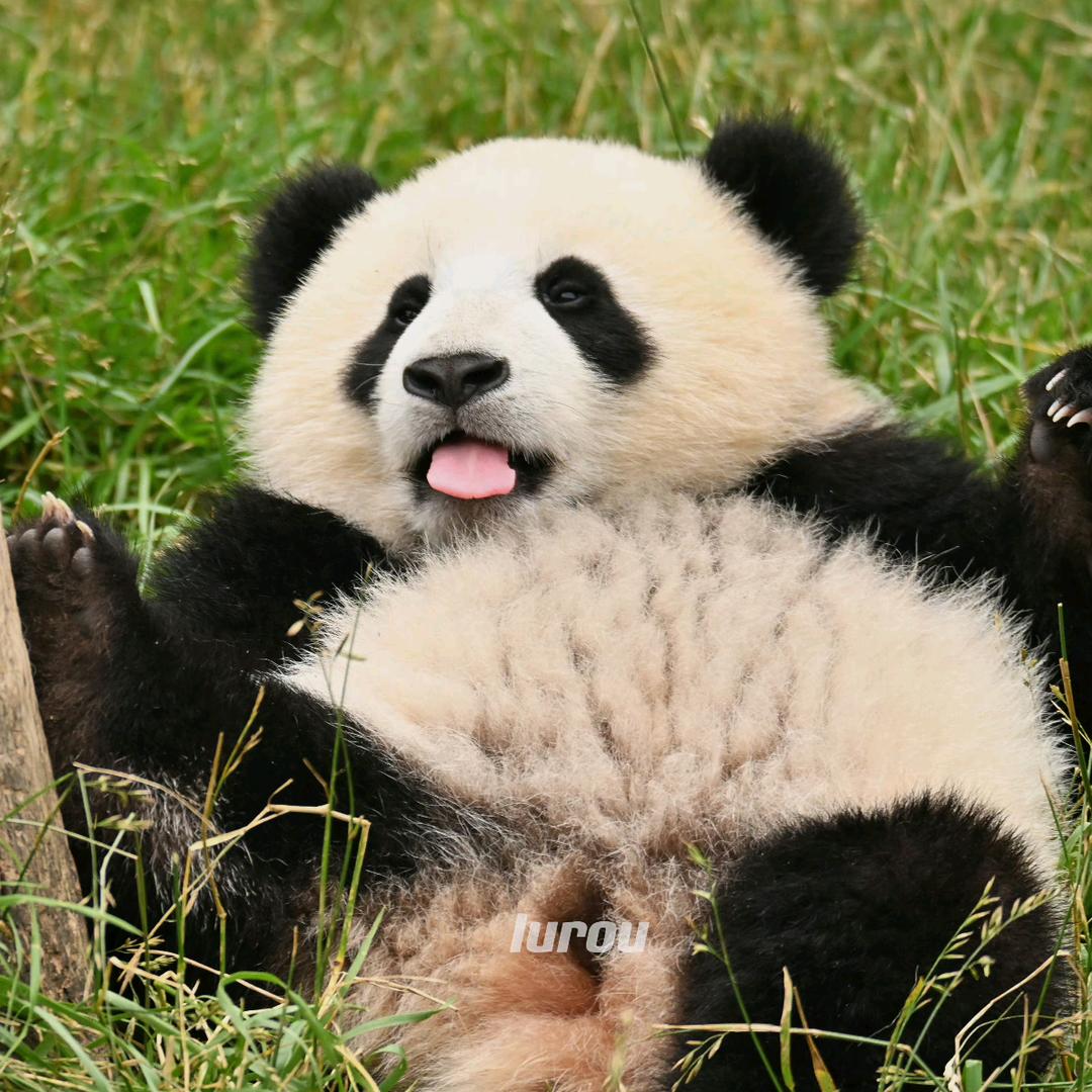 崽崽熊🐼