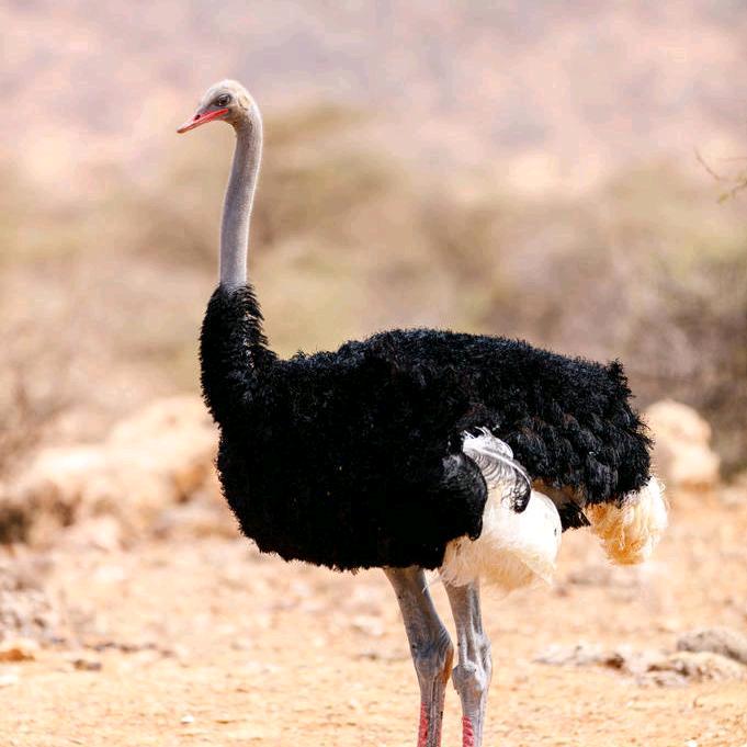 千泽鸵鸟鸸鹋养殖基地