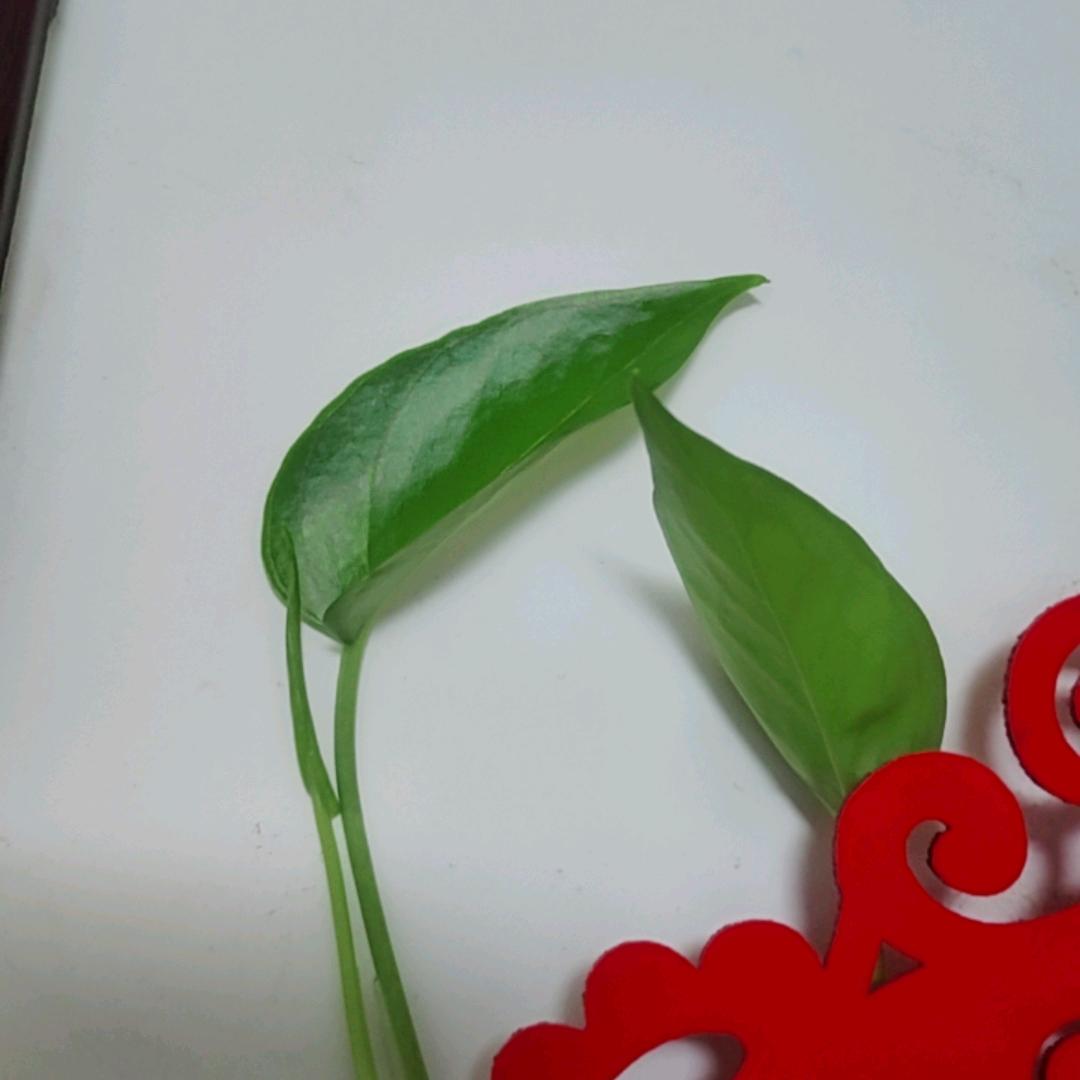向前的路🎤