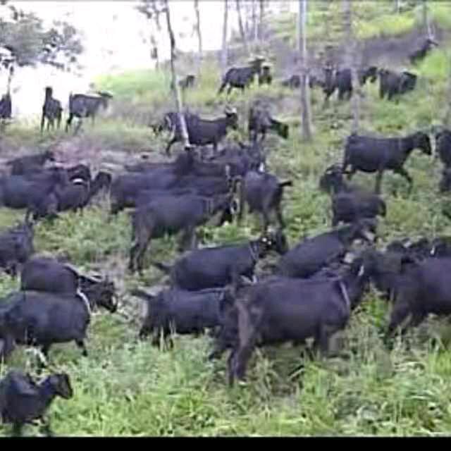 斌哥黑山羊生态养殖