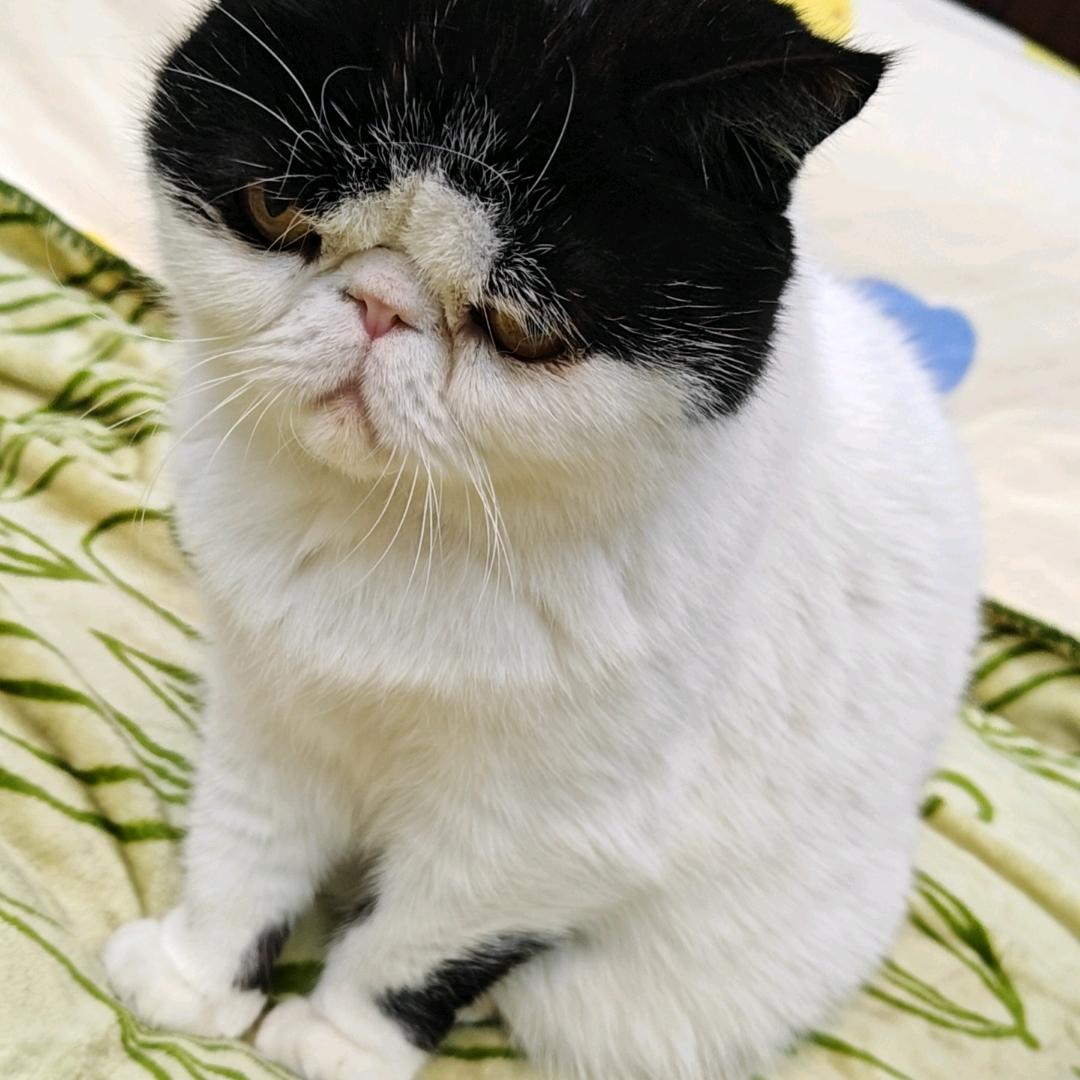 emo凝